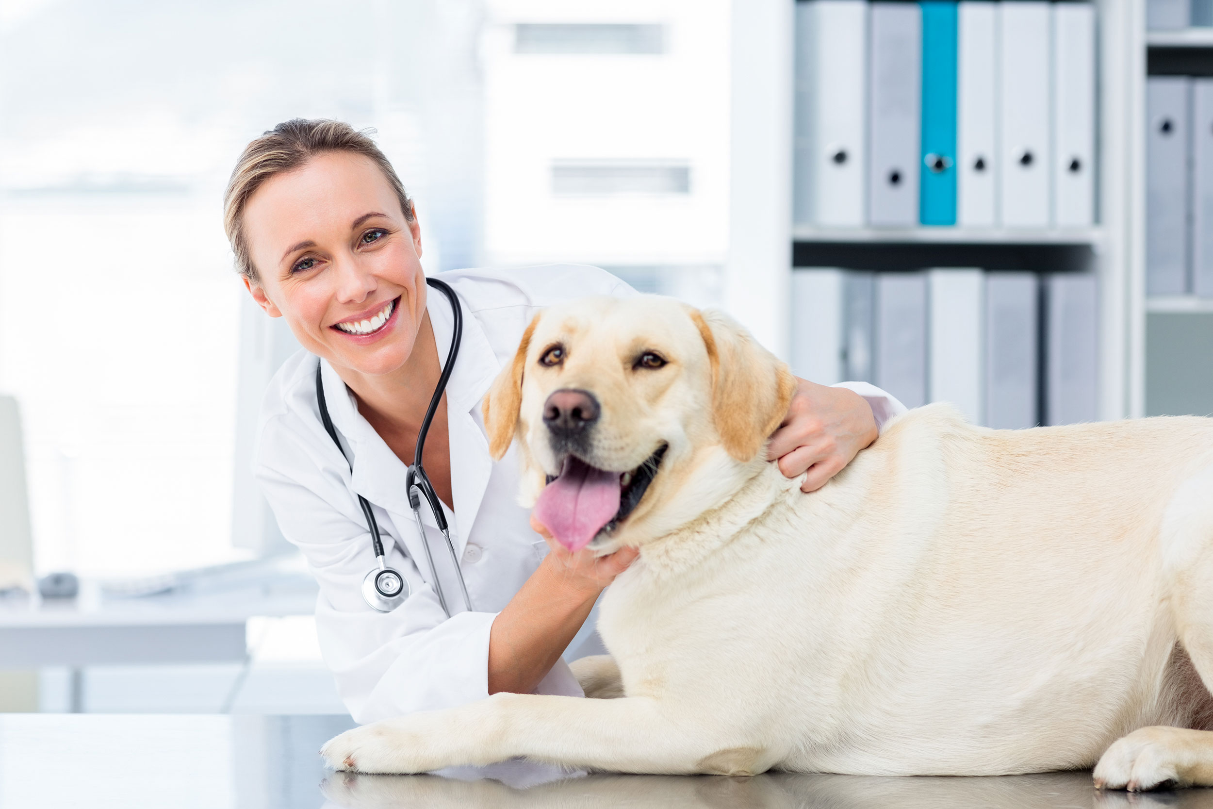 Labrador Getting Exam