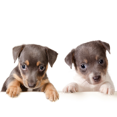 Two Small Puppies