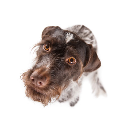 Brown Dog