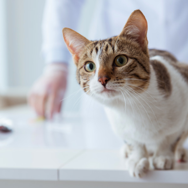 Cat on Counter