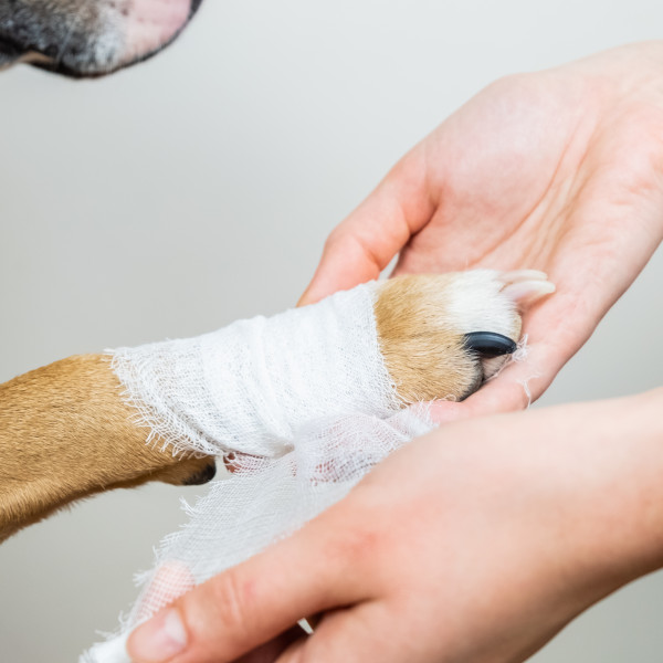 Dog Getting Paw Wrapped