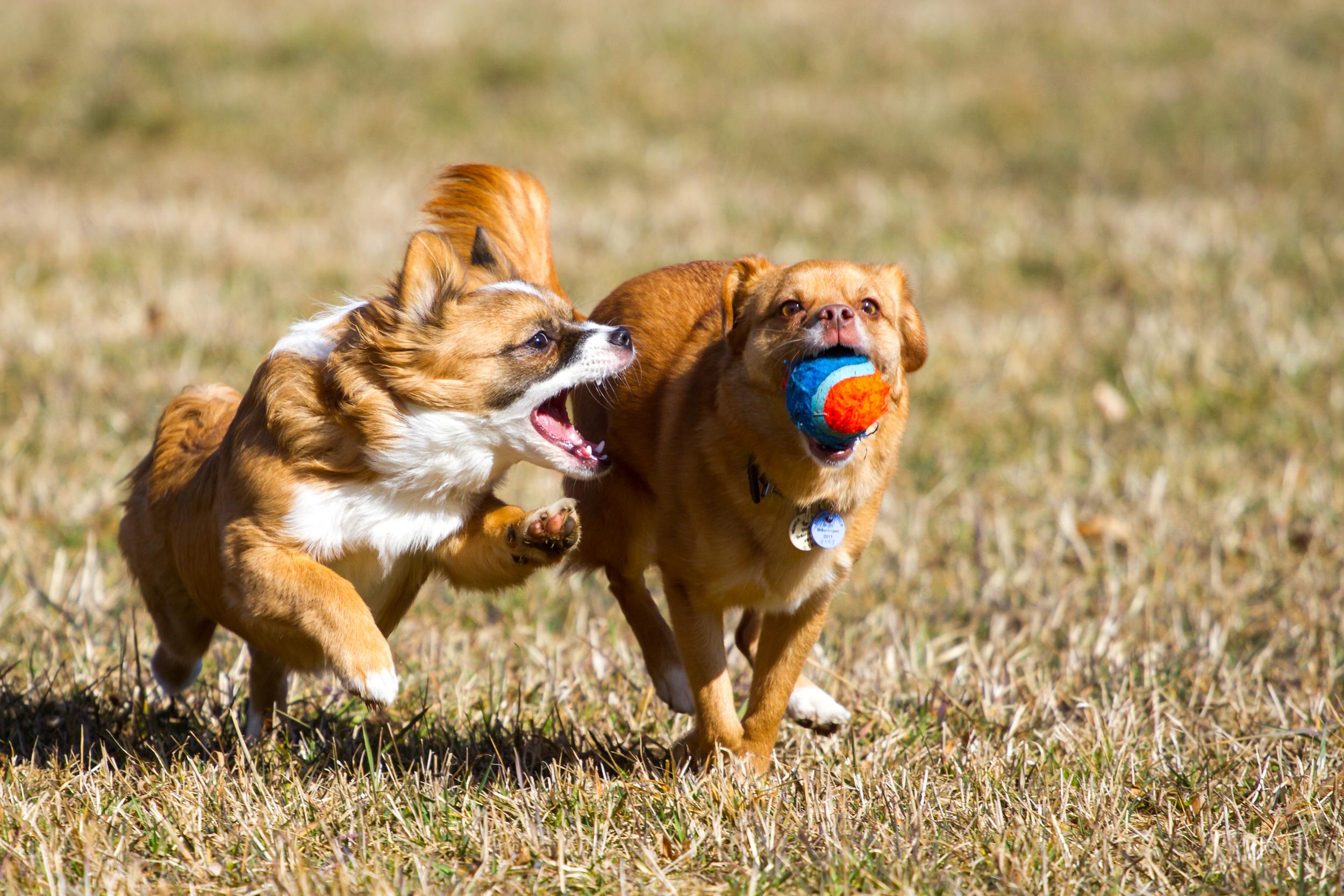 Two Dogs Playing with Ball in the Field
