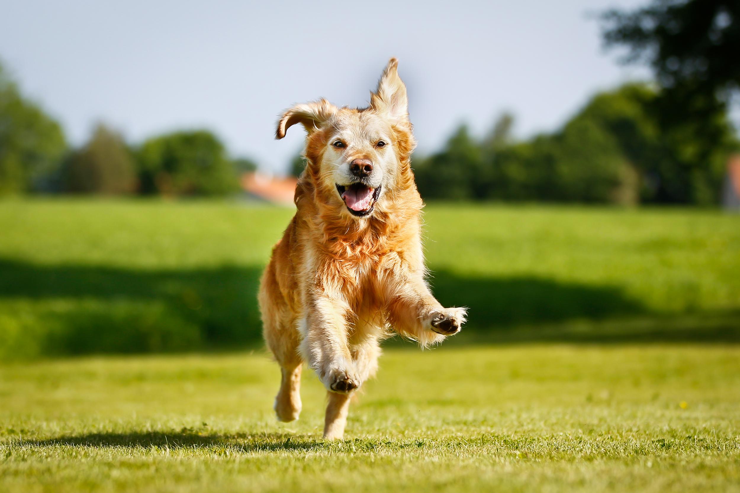 Golden Retriever Running in Grass