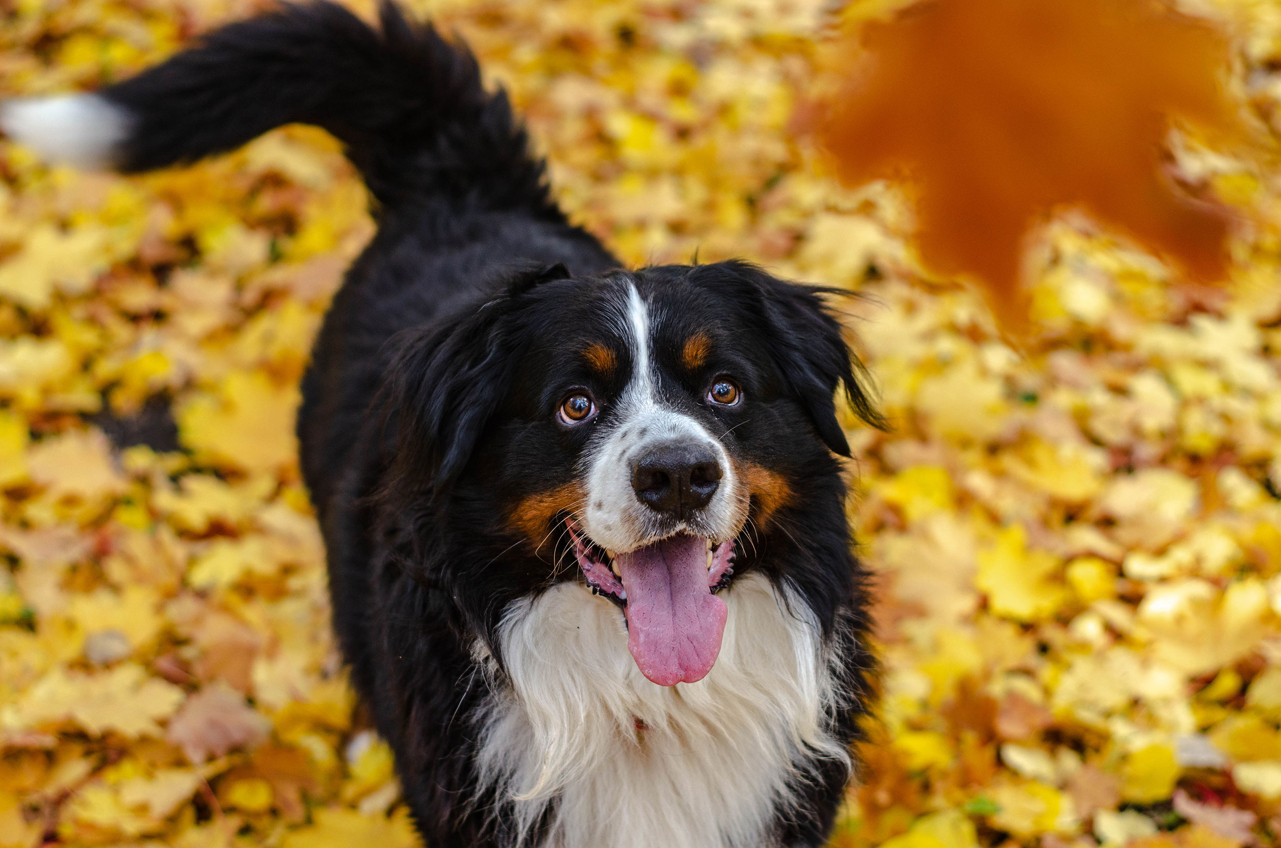 Brown and Black Fluffy Dog Playing in Autumn Leaves