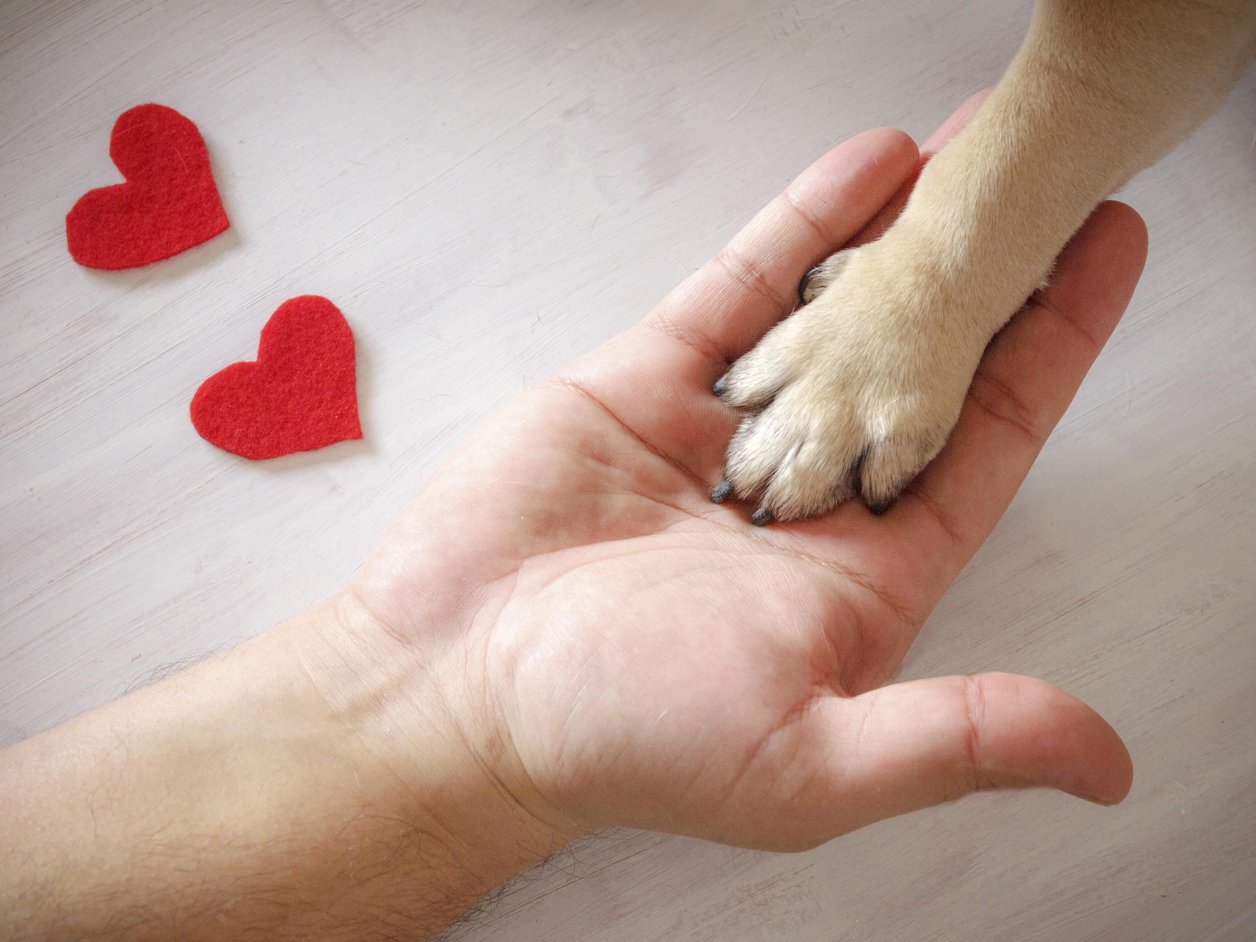 Hand Holding Dog Paw