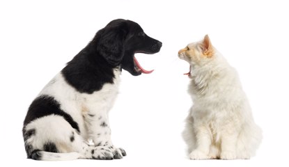 Dog and Cat Yawning