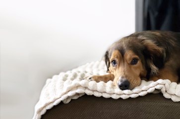 Brown Dog on Couch